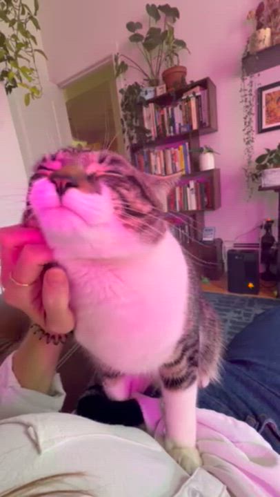 Enlarge Dunk, a ADOPTABLE American Shorthair in brooklyn, NY video 6/6