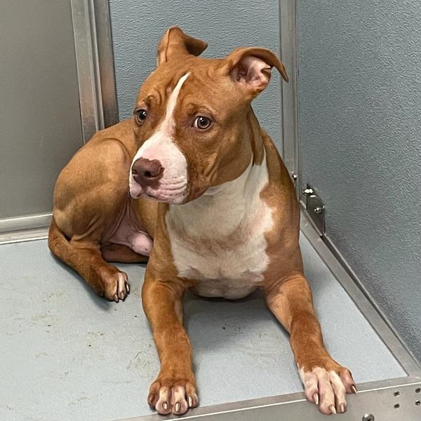 Finley, Adoptable, Young Male Boxer.
