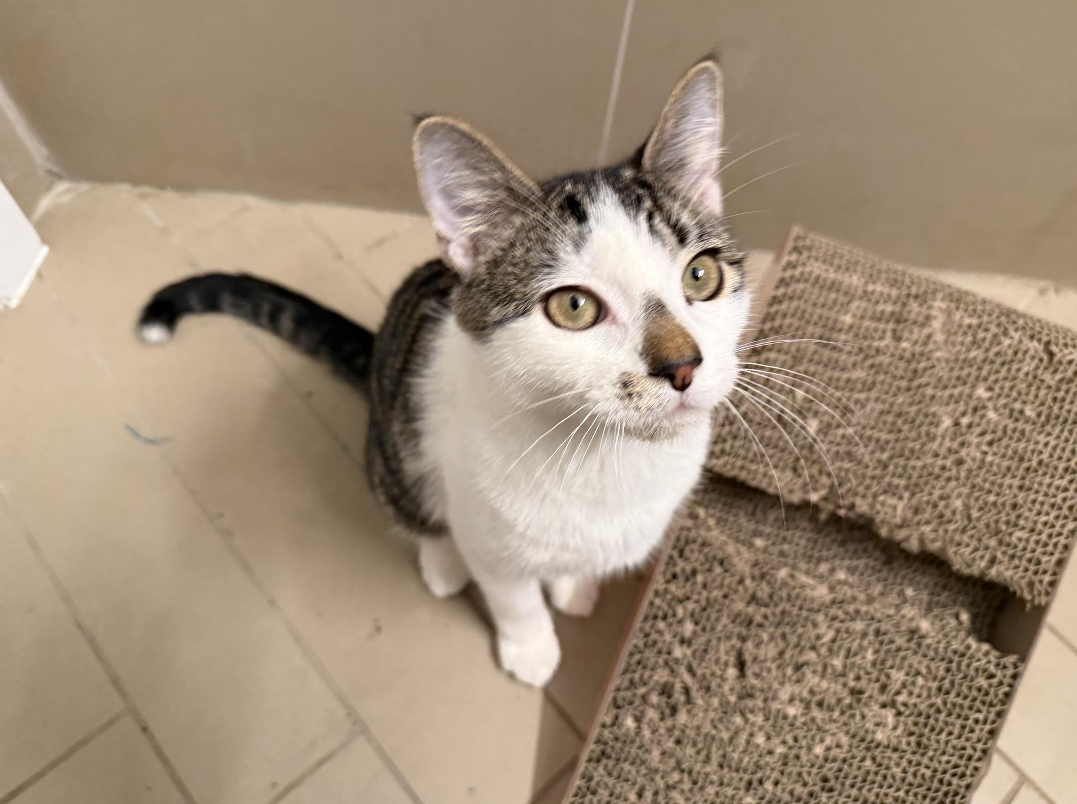 Enlarge Jasper, a Adoptable mixed breed in Brooklyn, NY image 4/6