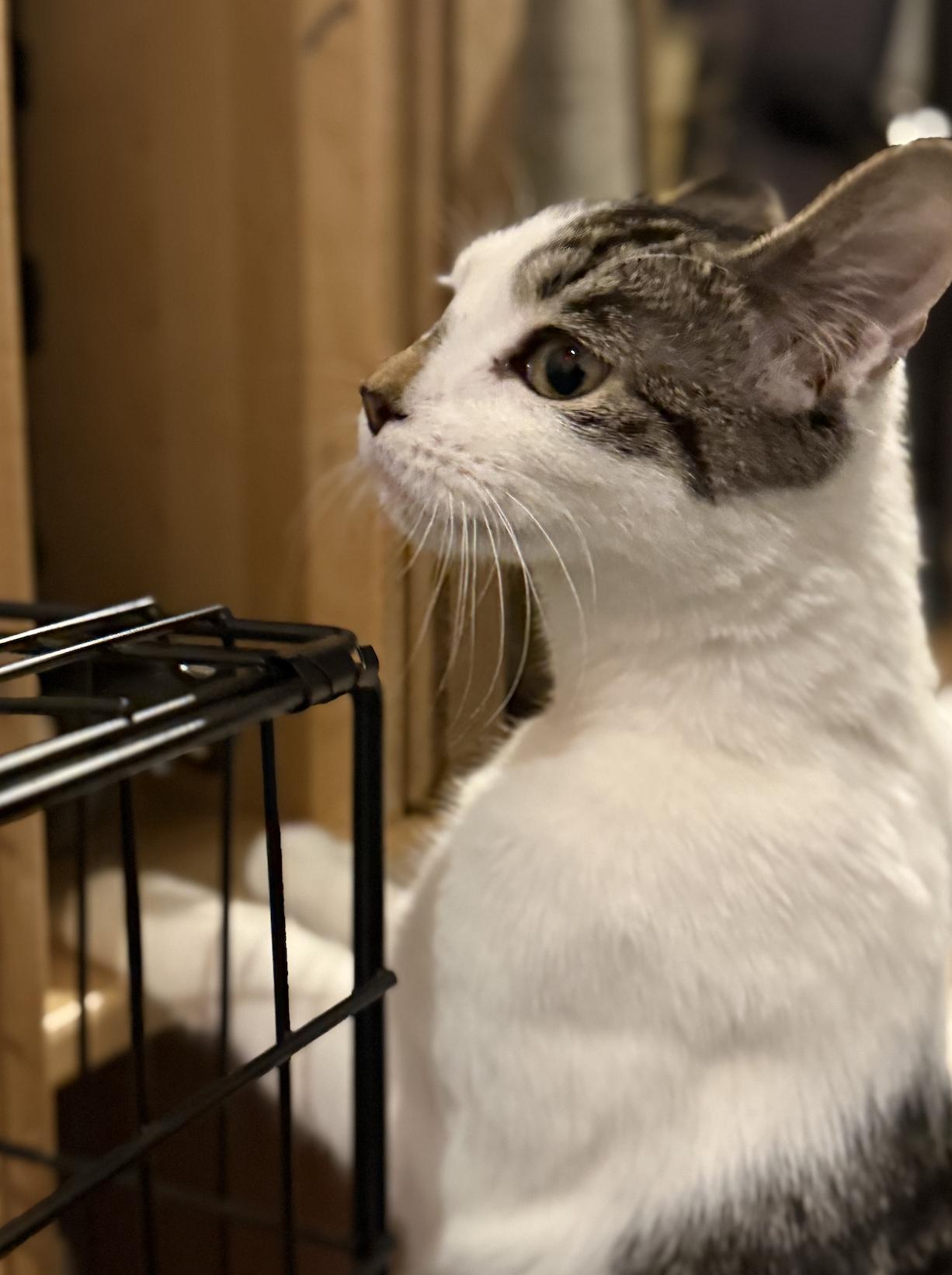 Enlarge Jasper, a Adoptable mixed breed in Brooklyn, NY image 5/6