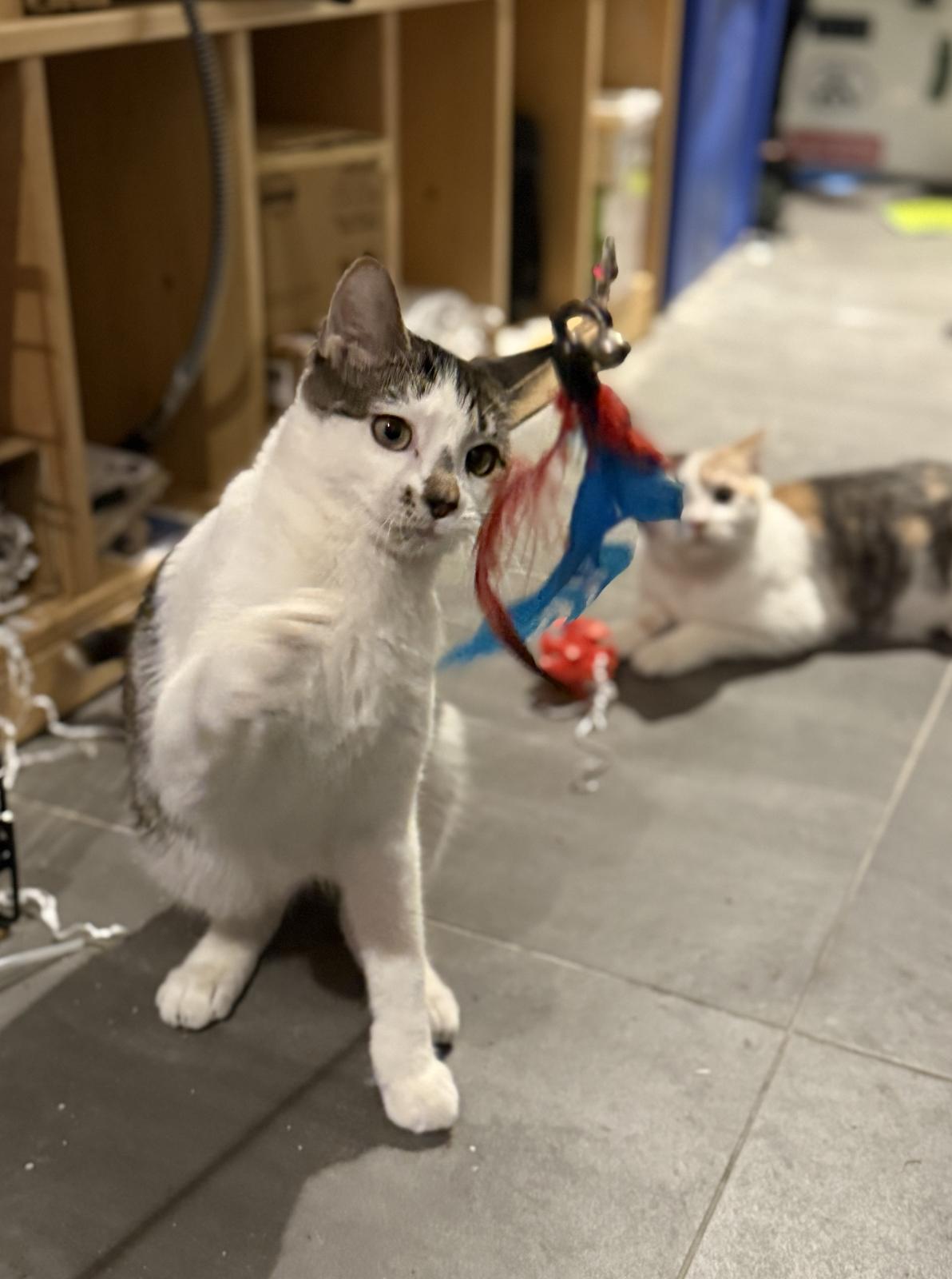 Enlarge Jasper, a Adoptable mixed breed in Brooklyn, NY image 3/6