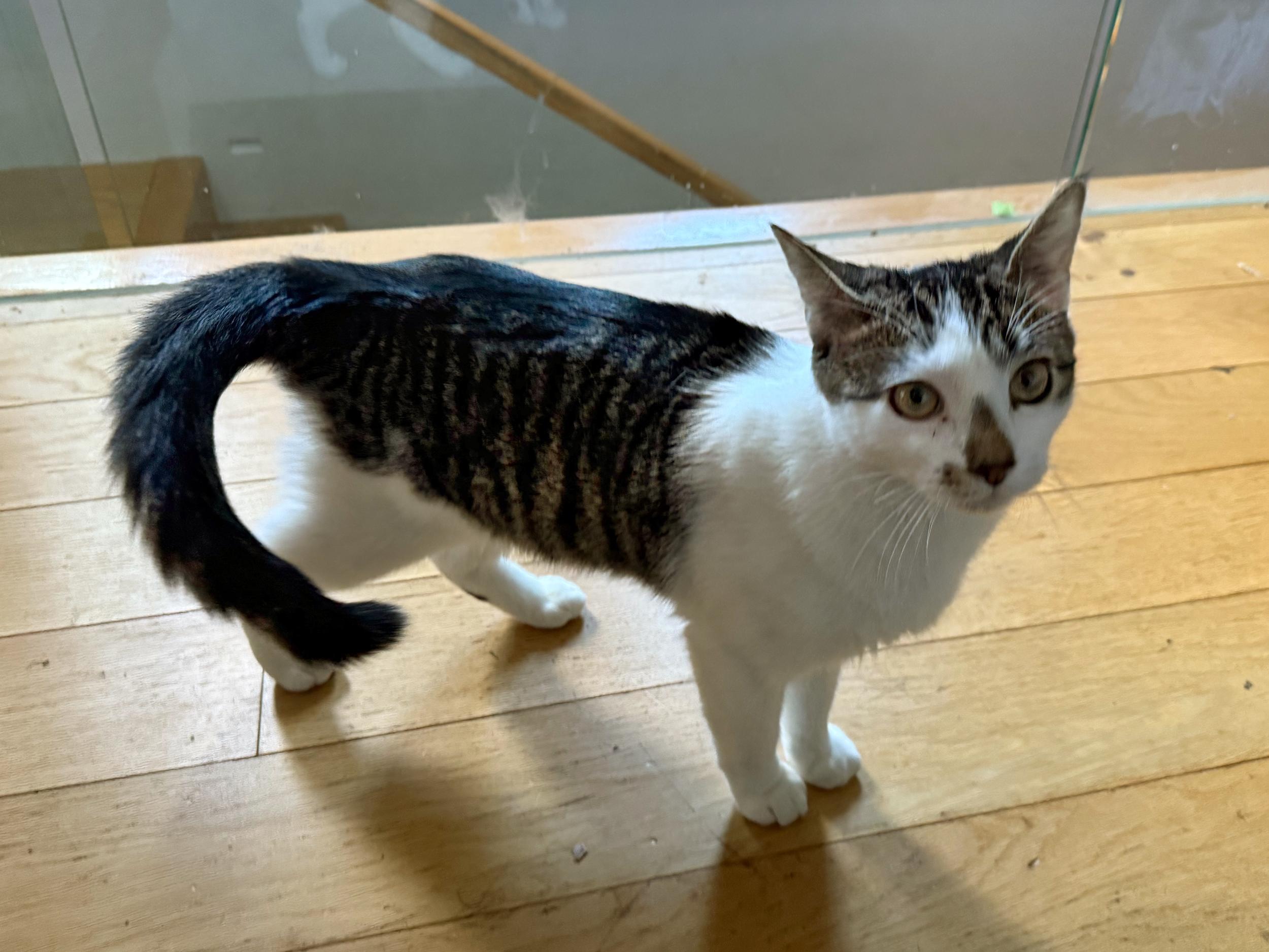 Enlarge Jasper, a Adoptable mixed breed in Brooklyn, NY image 2/6