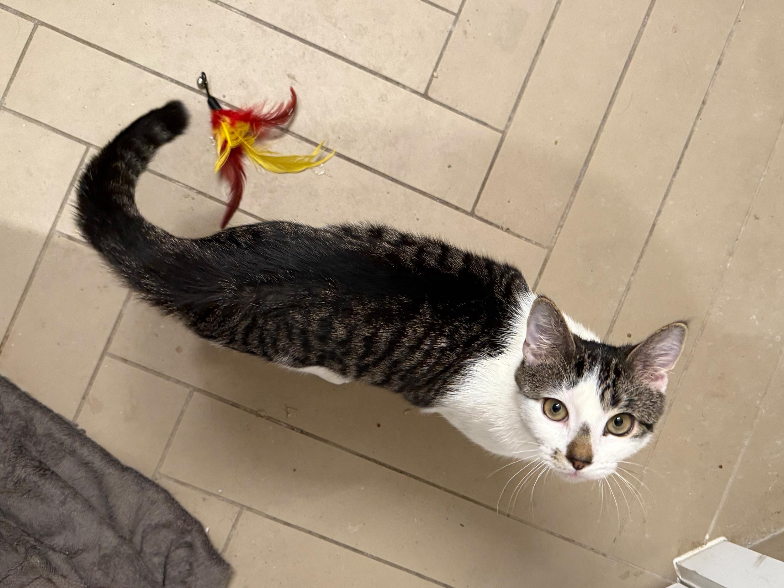 Jasper, Adoptable, Young Male American Shorthair.