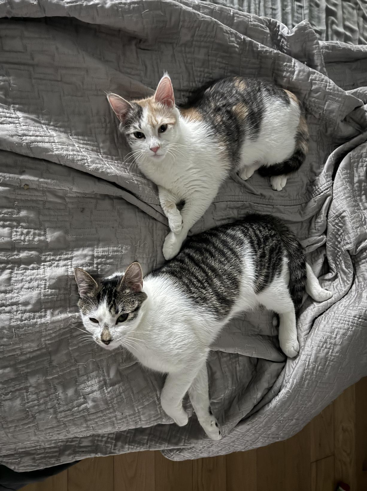 Enlarge Jasper, a Adoptable mixed breed in Brooklyn, NY image 6/6