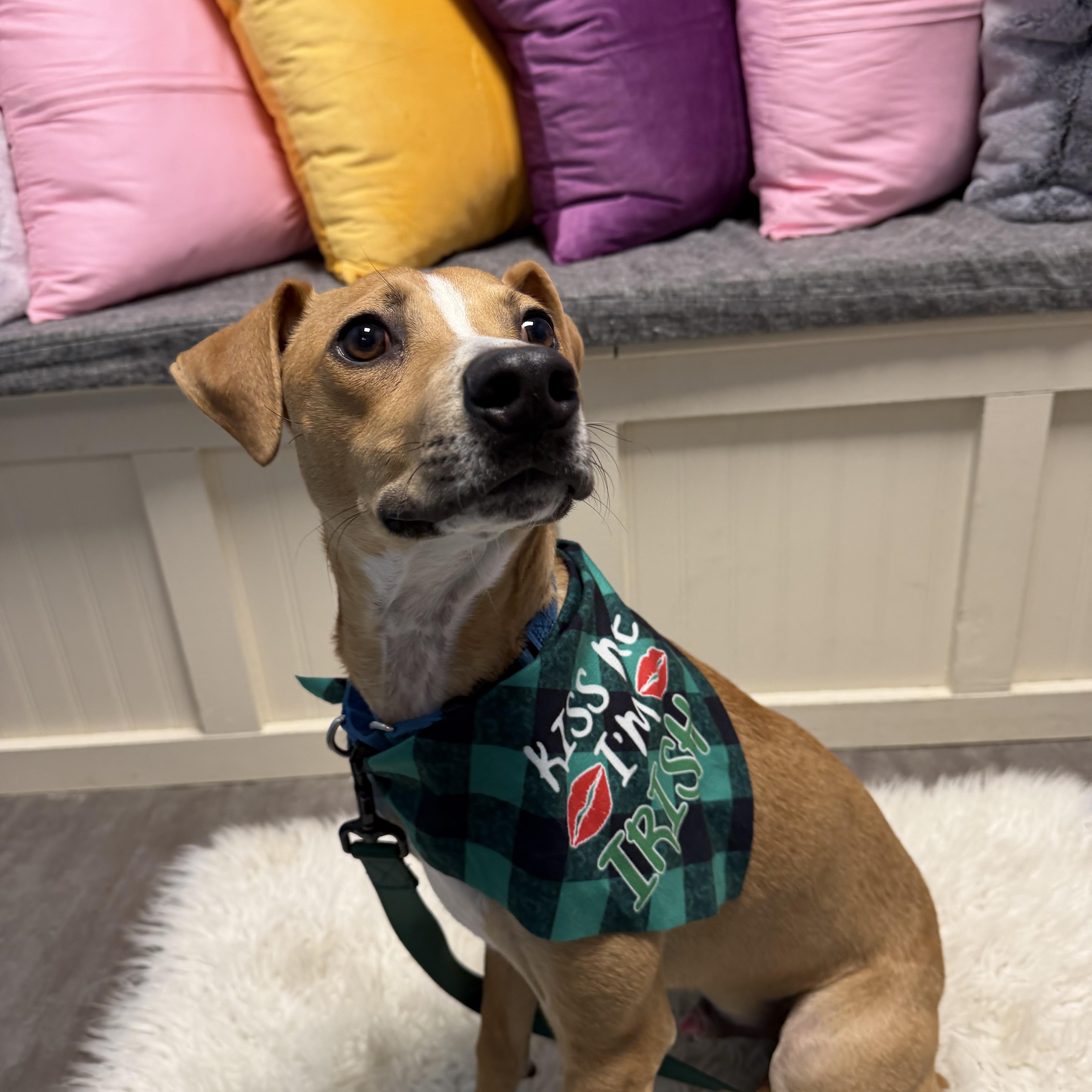 Enlarge Leo, an adoptable mixed breed in Cumberland, RI image 4/5