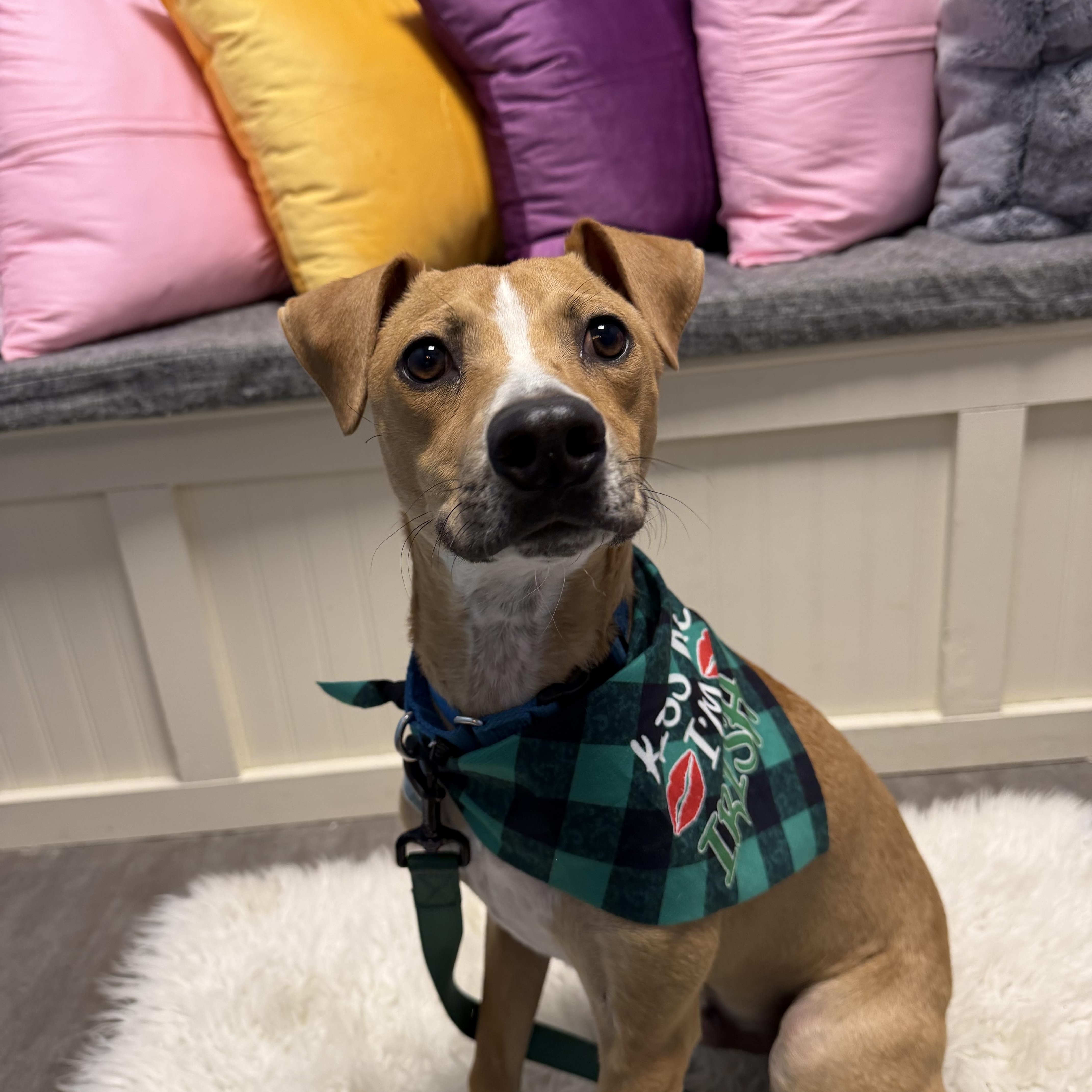 Enlarge Leo, an adoptable mixed breed in Cumberland, RI image 3/5