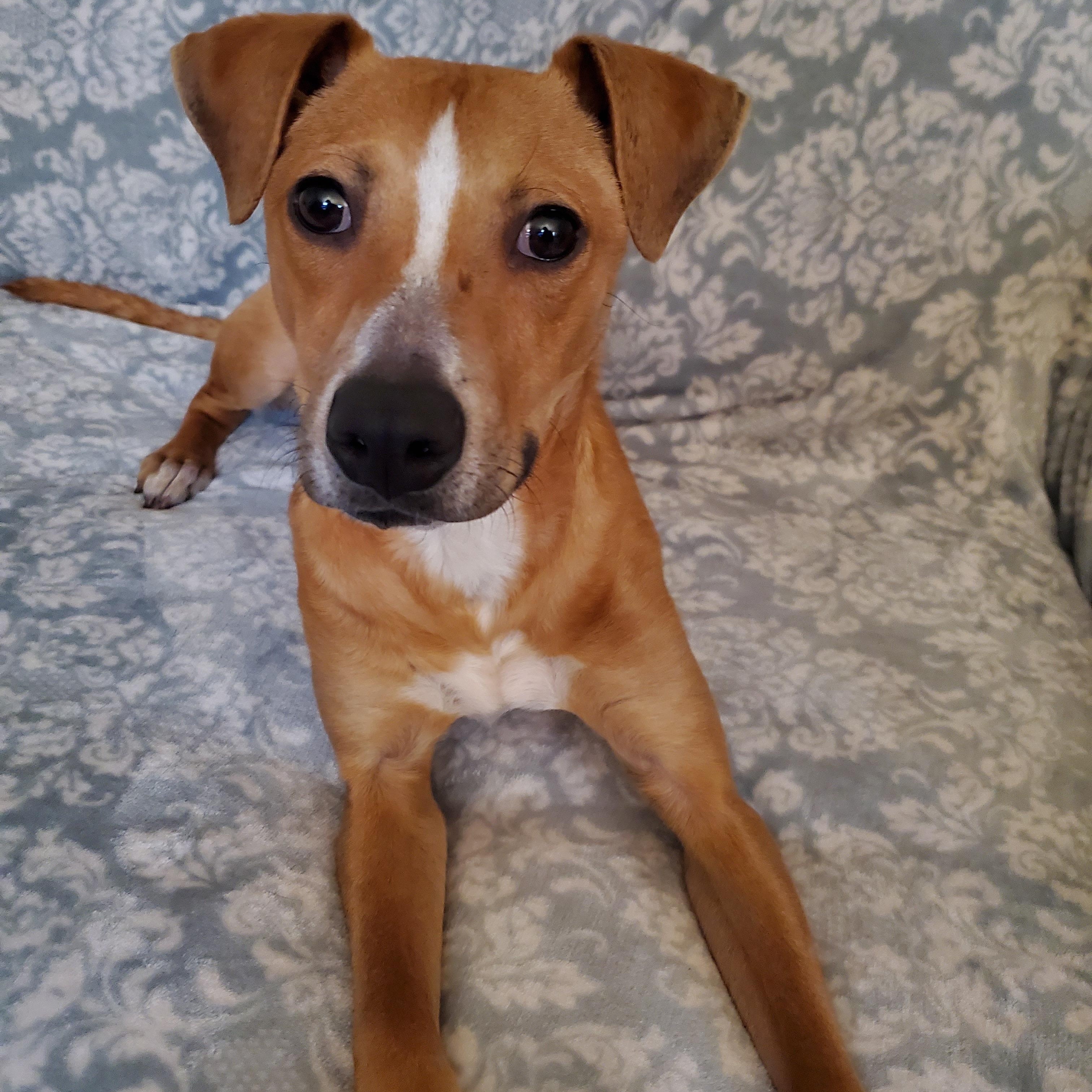 Enlarge Leo, an adoptable mixed breed in Cumberland, RI image 5/5