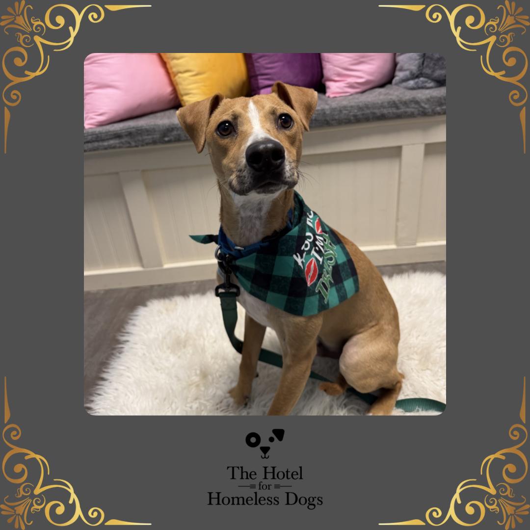 Enlarge Leo, an adoptable mixed breed in Cumberland, RI image 1/5