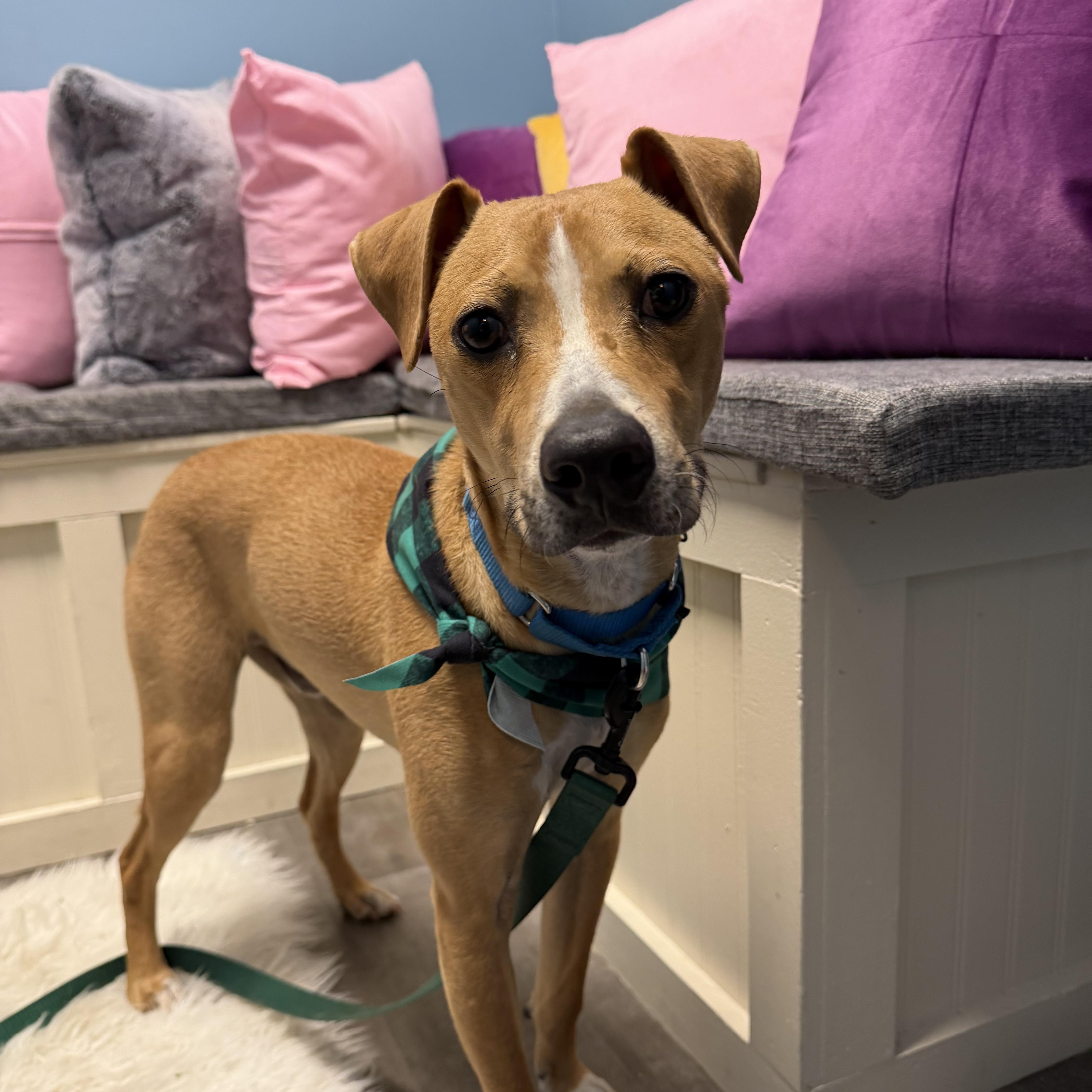 Enlarge Leo, an adoptable mixed breed in Cumberland, RI image 2/5