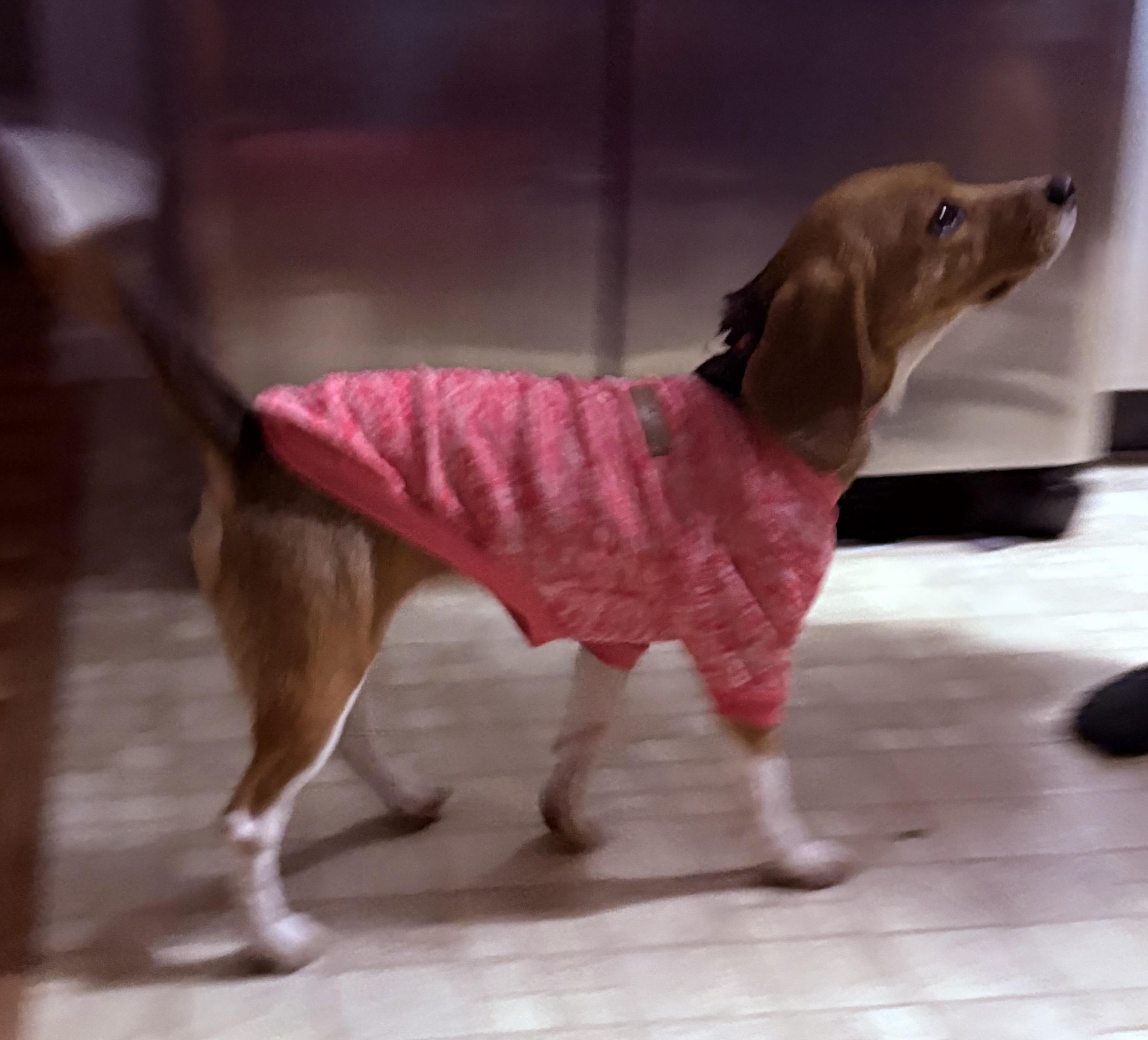 Enlarge Daisy, a ADOPTABLE Beagle in O'Fallon, MO image 2/3