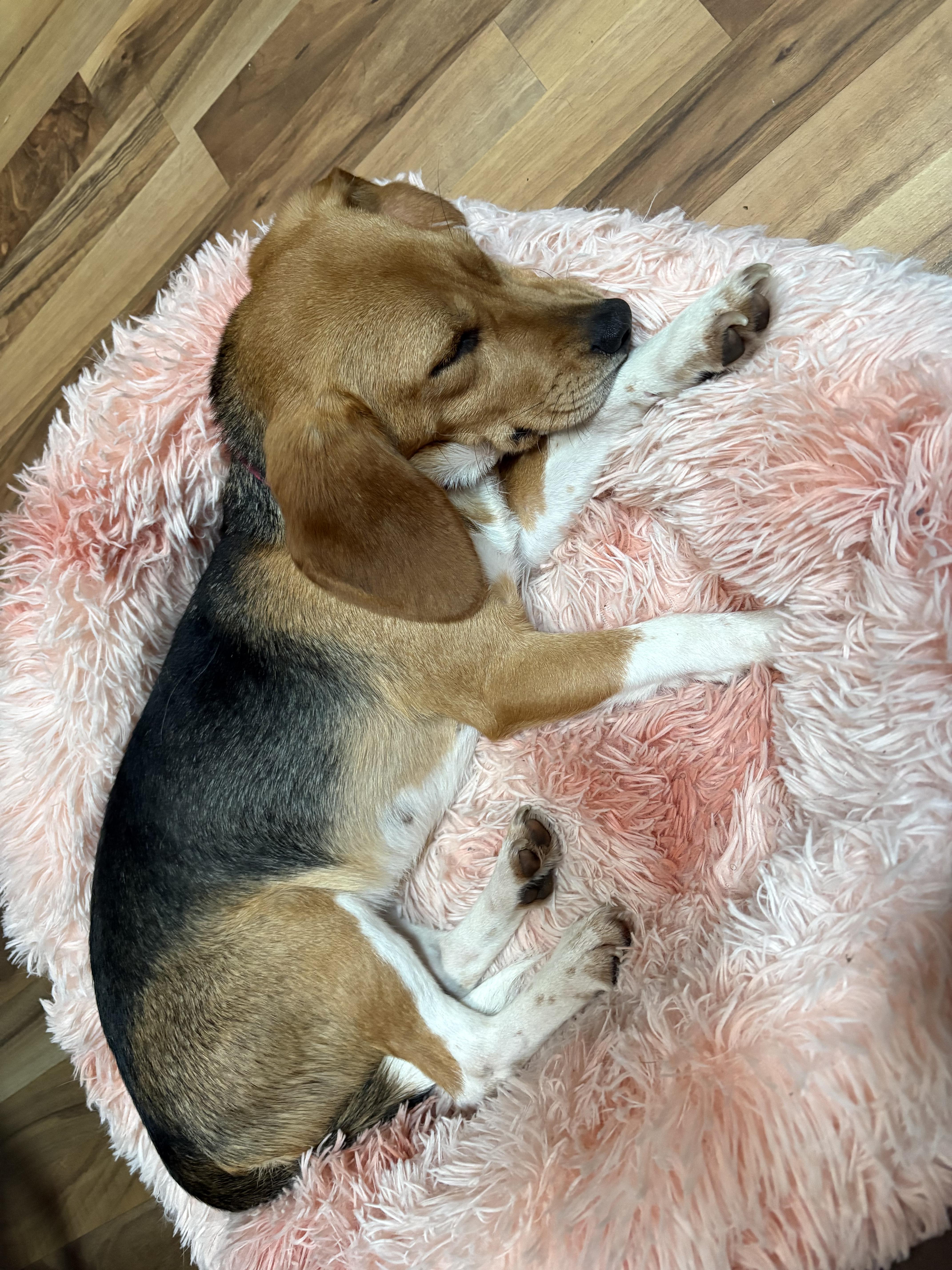 Enlarge Daisy, a ADOPTABLE Beagle in O'Fallon, MO image 3/3