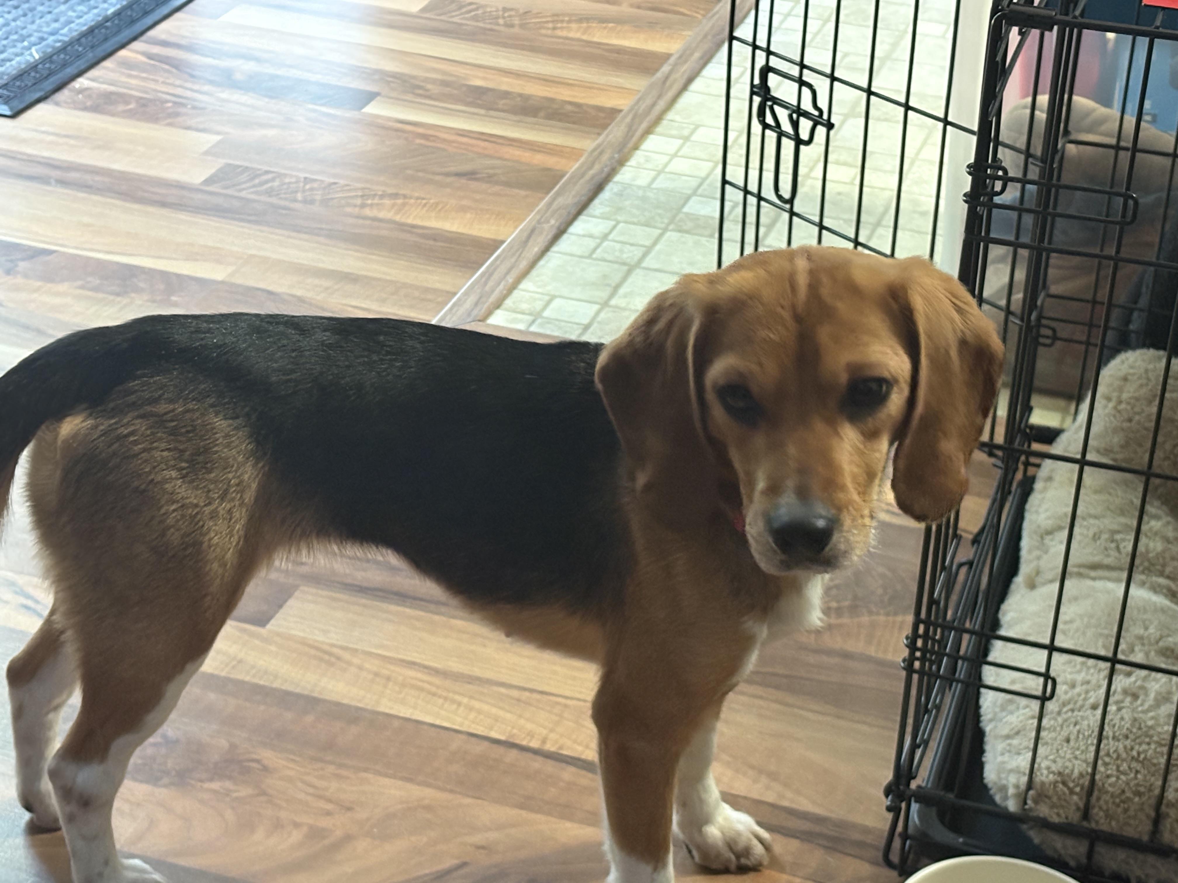 Enlarge Daisy, a ADOPTABLE Beagle in O'Fallon, MO image 1/3