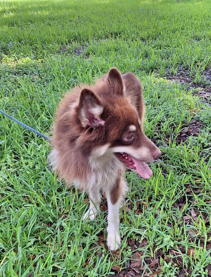 Lovish MT13882-T, an adoptable Husky, Border Collie in Billings , MT, 59101 | Photo Image 3