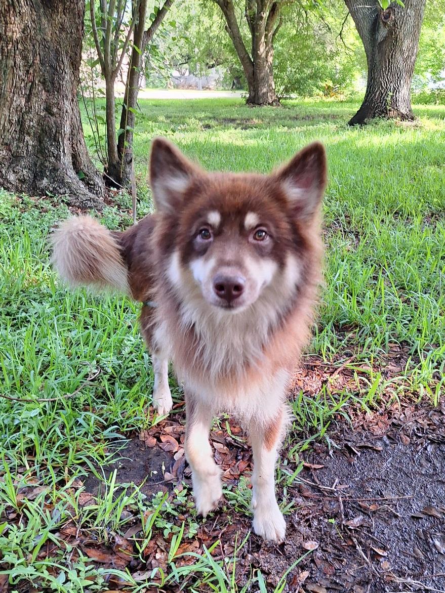 Lovish MT13882-T, an adoptable Husky, Border Collie in Billings , MT, 59101 | Photo Image 1