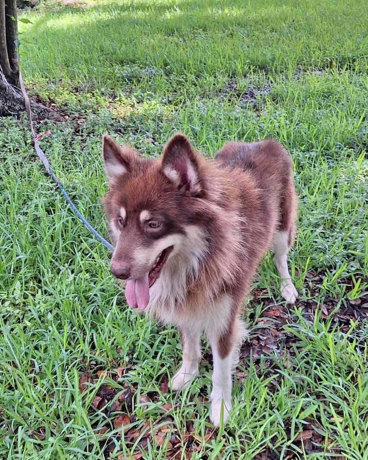 Lovish MT13882-T, an adoptable Husky, Border Collie in Billings , MT, 59101 | Photo Image 4