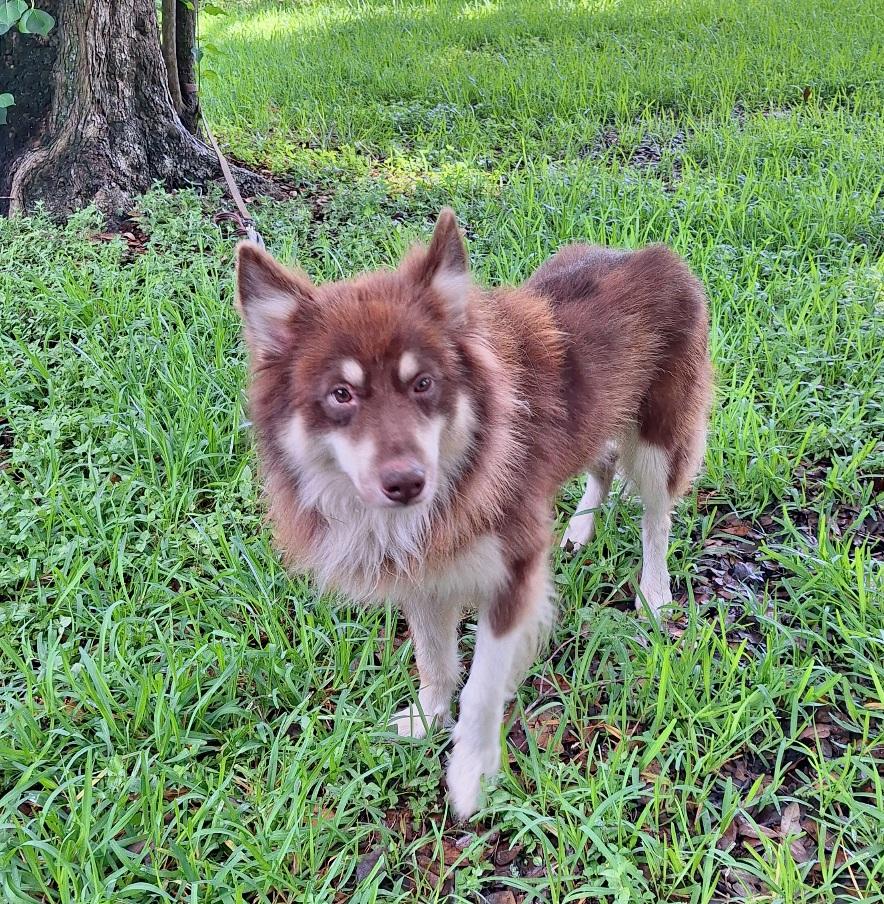Lovish MT13882-T, an adoptable Husky, Border Collie in Billings , MT, 59101 | Photo Image 2