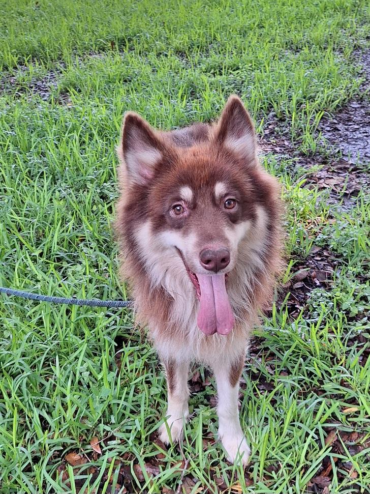 Lovish MT13882-T, an adoptable Husky, Border Collie in Billings , MT, 59101 | Photo Image 5