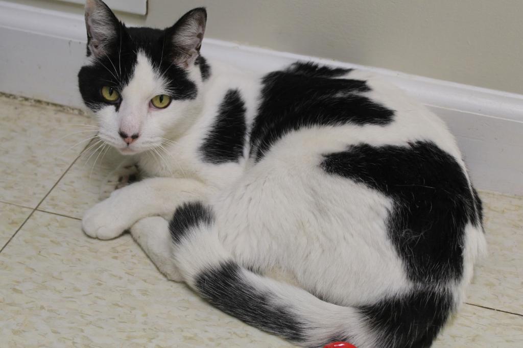 Enlarge Mr. Mime, a Adoptable mixed breed in Fall River, MA image 1/6