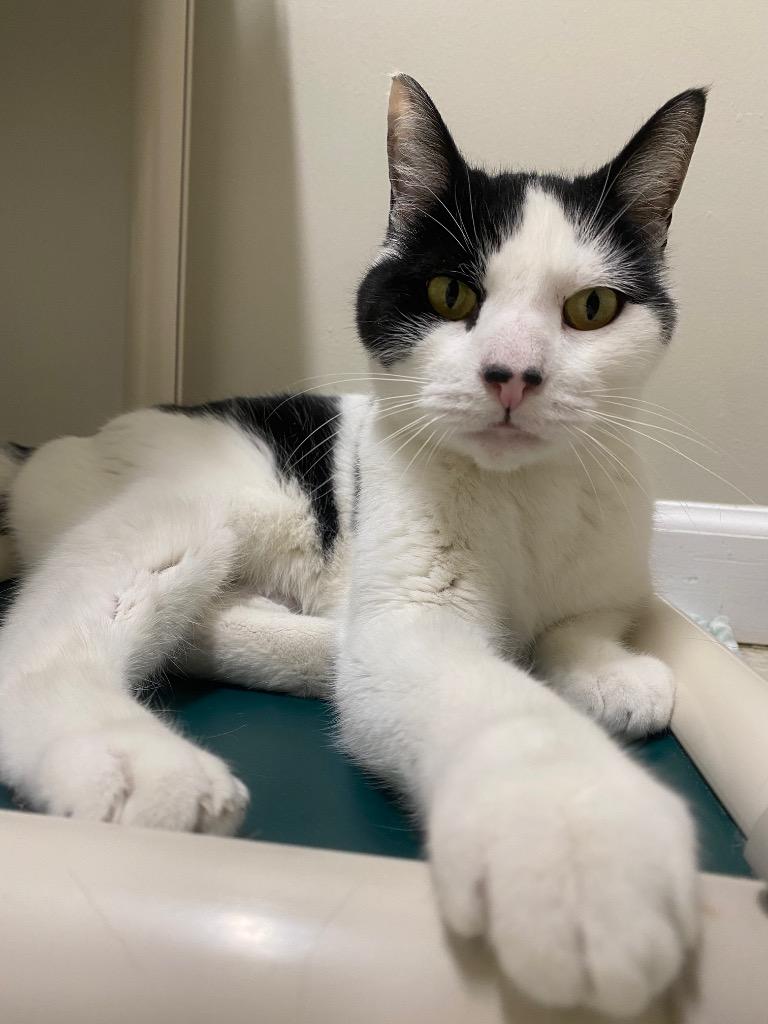 Enlarge Mr. Mime, a Adoptable mixed breed in Fall River, MA image 3/6