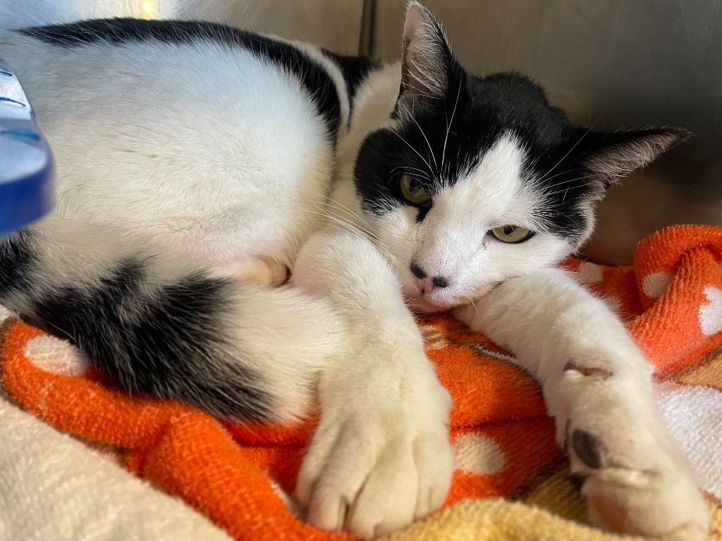 Enlarge Mr. Mime, a Adoptable mixed breed in Fall River, MA image 2/6