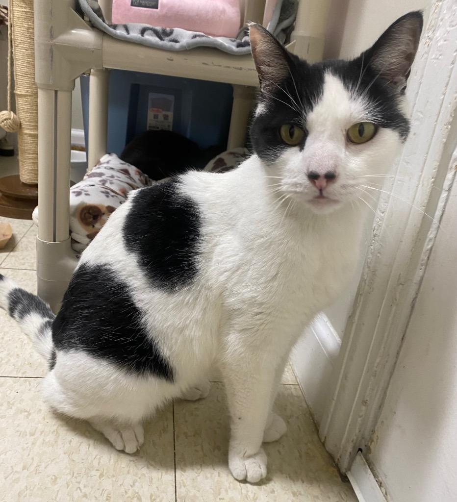 Enlarge Mr. Mime, a Adoptable mixed breed in Fall River, MA image 3/6