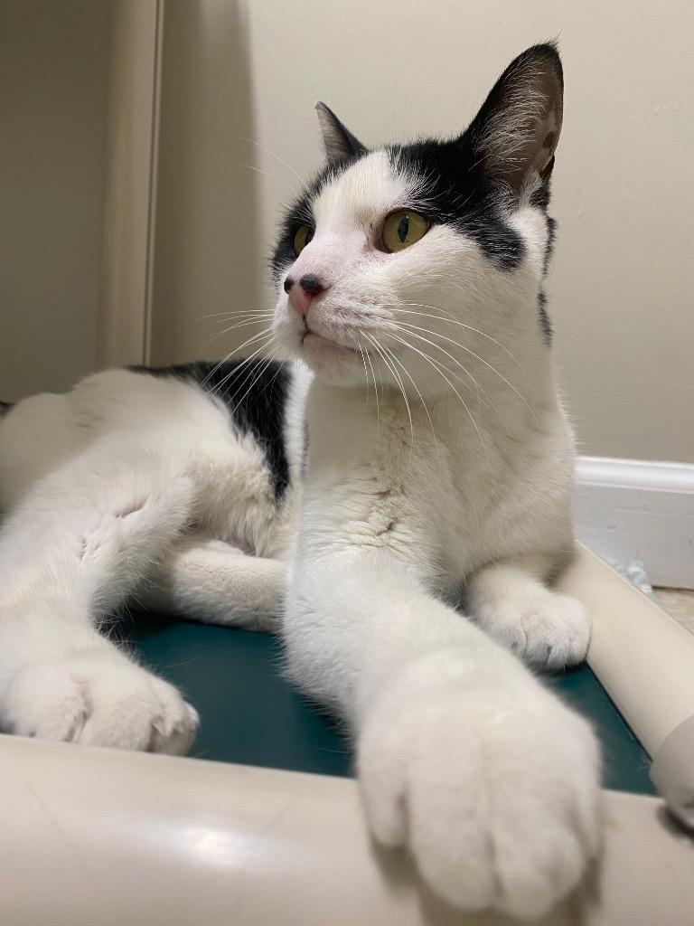 Enlarge Mr. Mime, a Adoptable mixed breed in Fall River, MA image 5/6