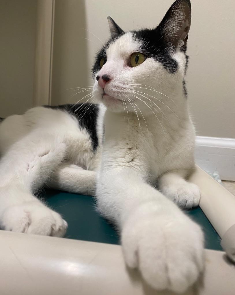 Enlarge Mr. Mime, a Adoptable mixed breed in Fall River, MA image 4/6