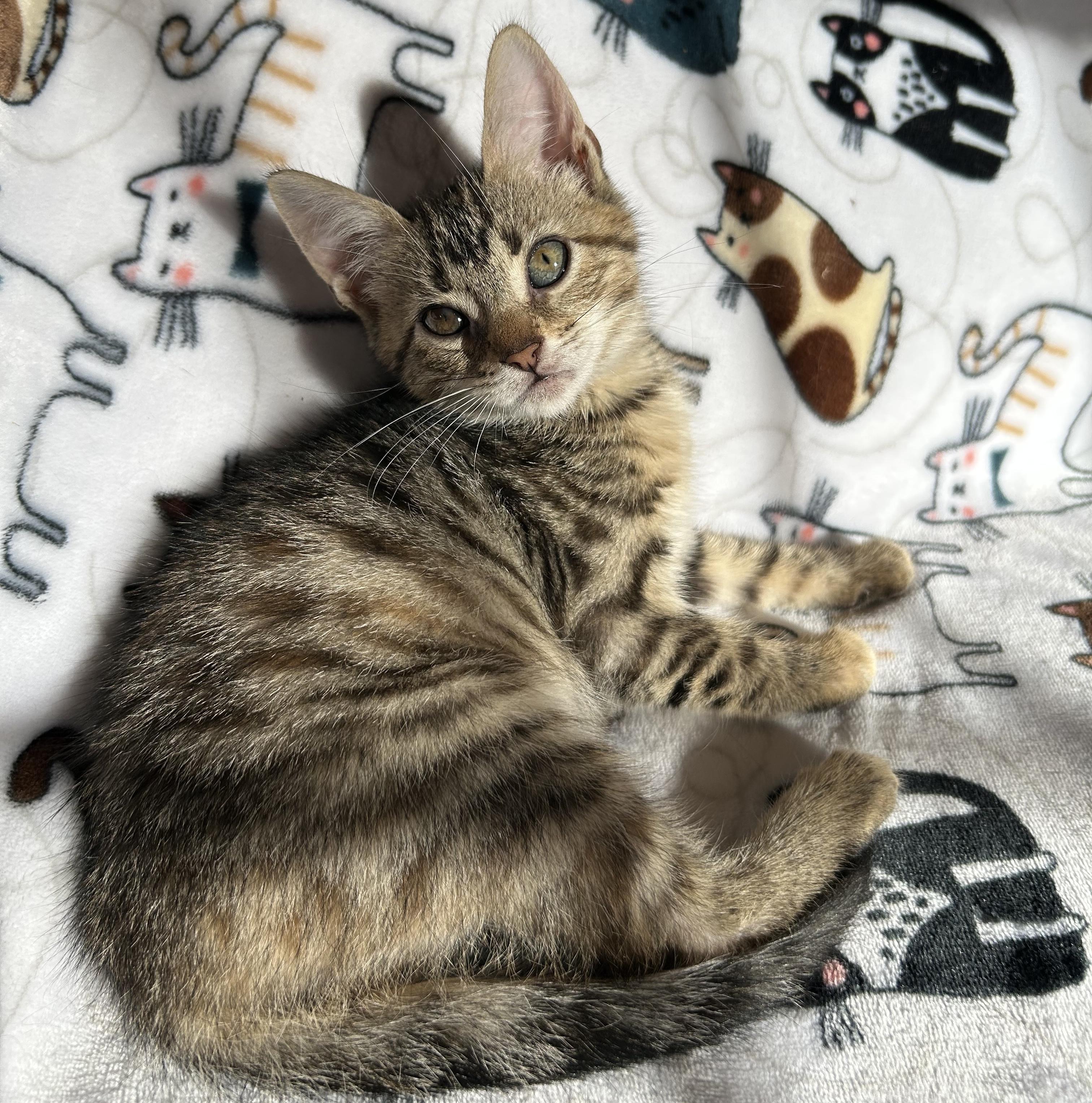 Enlarge Meadow, a Adoptable Domestic Short Hair in Wayne, NJ image 1/1