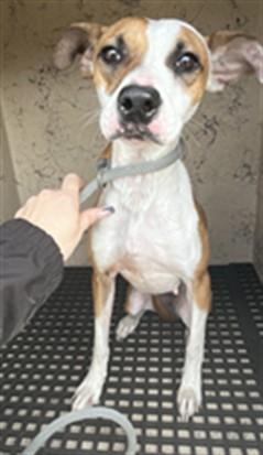 Enlarge DAPHNE, a Adoptable mixed breed in Killeen, TX image 1/1