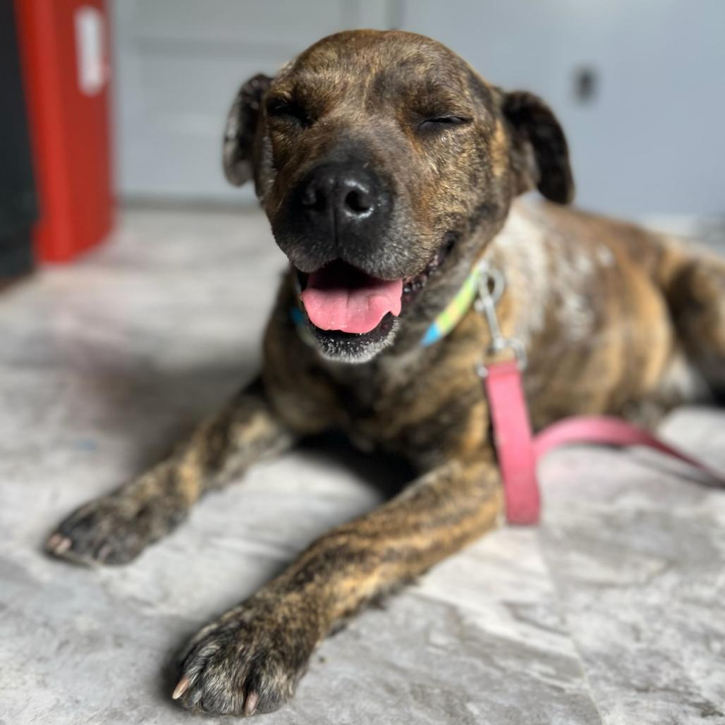 Meadow, a Adoptable mixed breed in Oak Hill, WV image 1/2