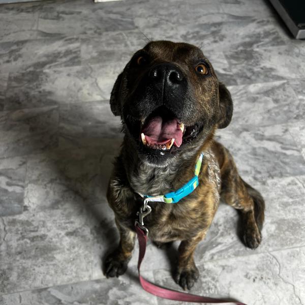 Meadow, a Adoptable mixed breed in Oak Hill, WV image 2/2