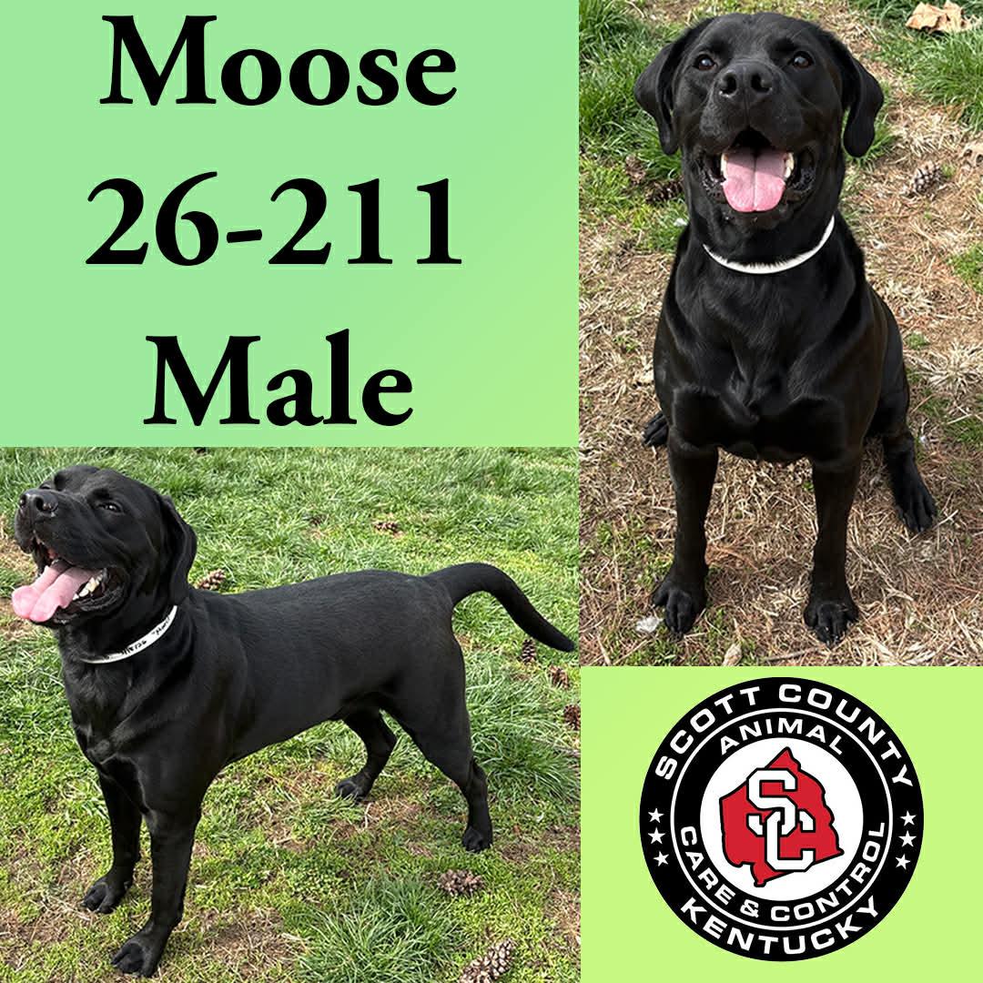 Enlarge Moose, a Adopted Labrador Retriever in Georgetown, KY image 1/1