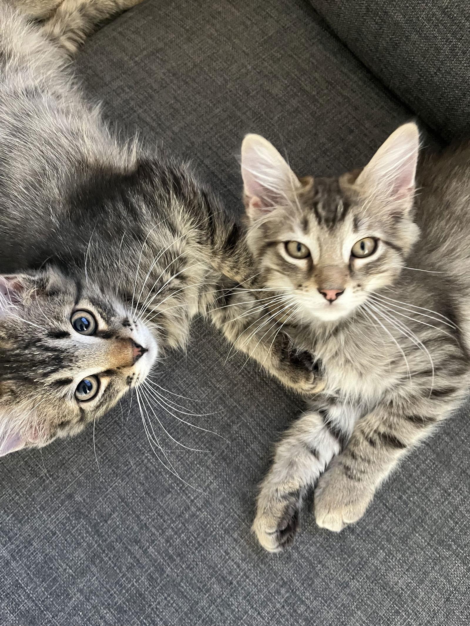 Matcha & Chai, a Adoptable mixed breed in San Luis Obispo, CA image 1/3