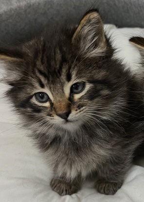 Matcha & Chai, a Adoptable mixed breed in San Luis Obispo, CA image 2/3