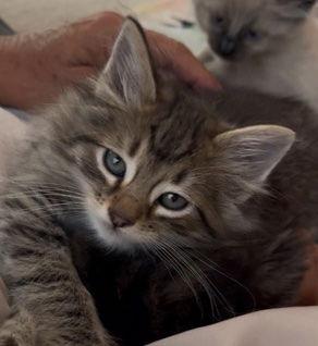 Matcha & Chai, Adoptable, Kitten Male Domestic Short Hair & Domestic Medium Hair.