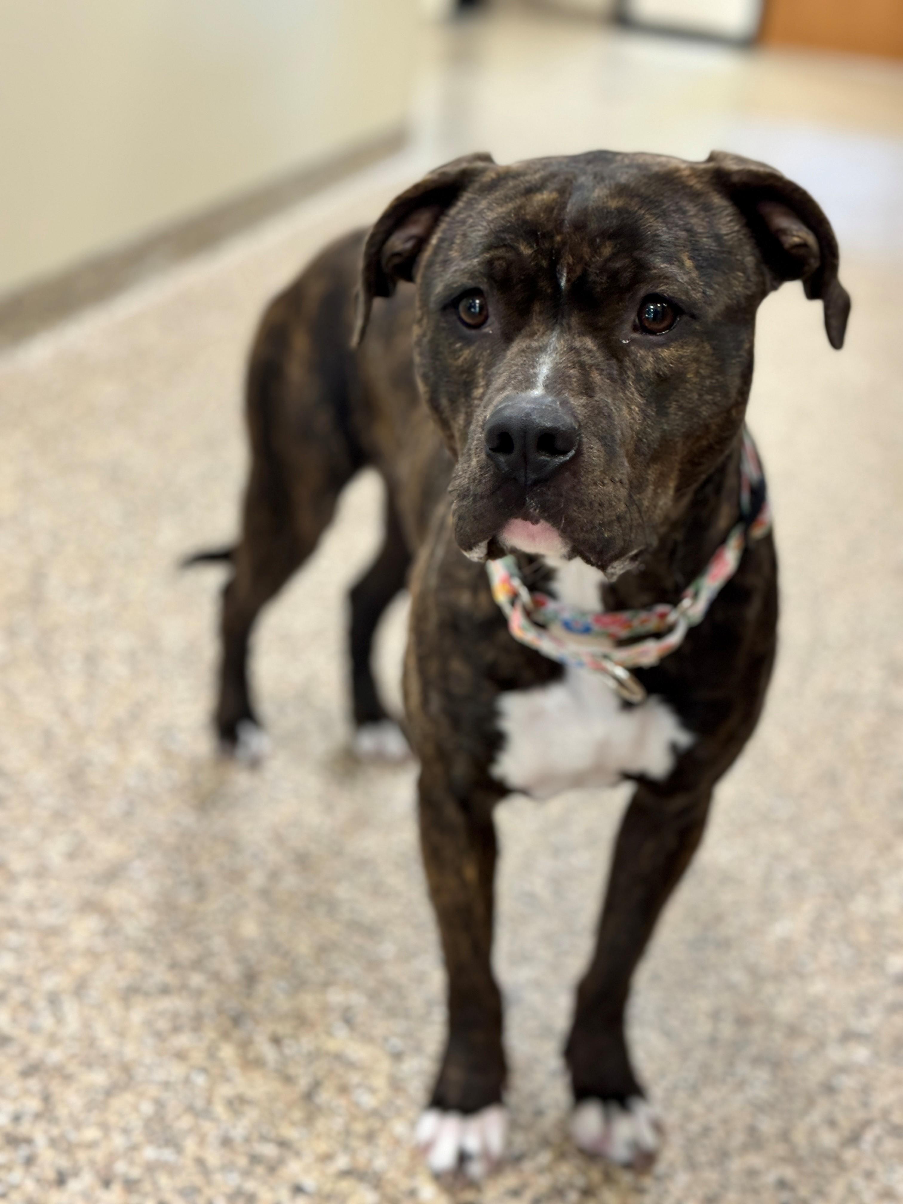Enlarge Lightning Bug, a Adoptable mixed breed in Hackensack, MN image 3/6
