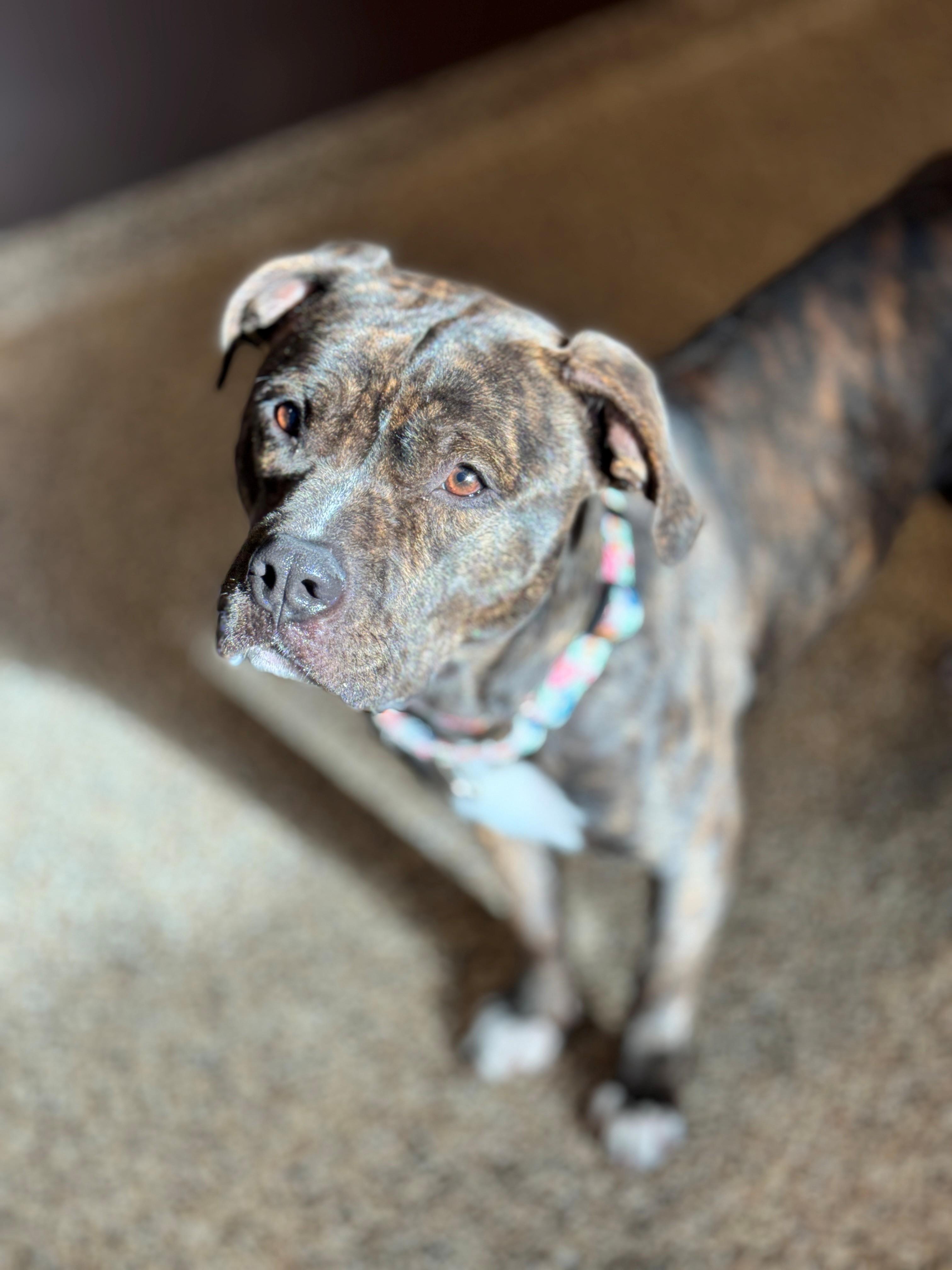 Lightning Bug, Adoptable, Adult Female Pit Bull Terrier & Boxer.
