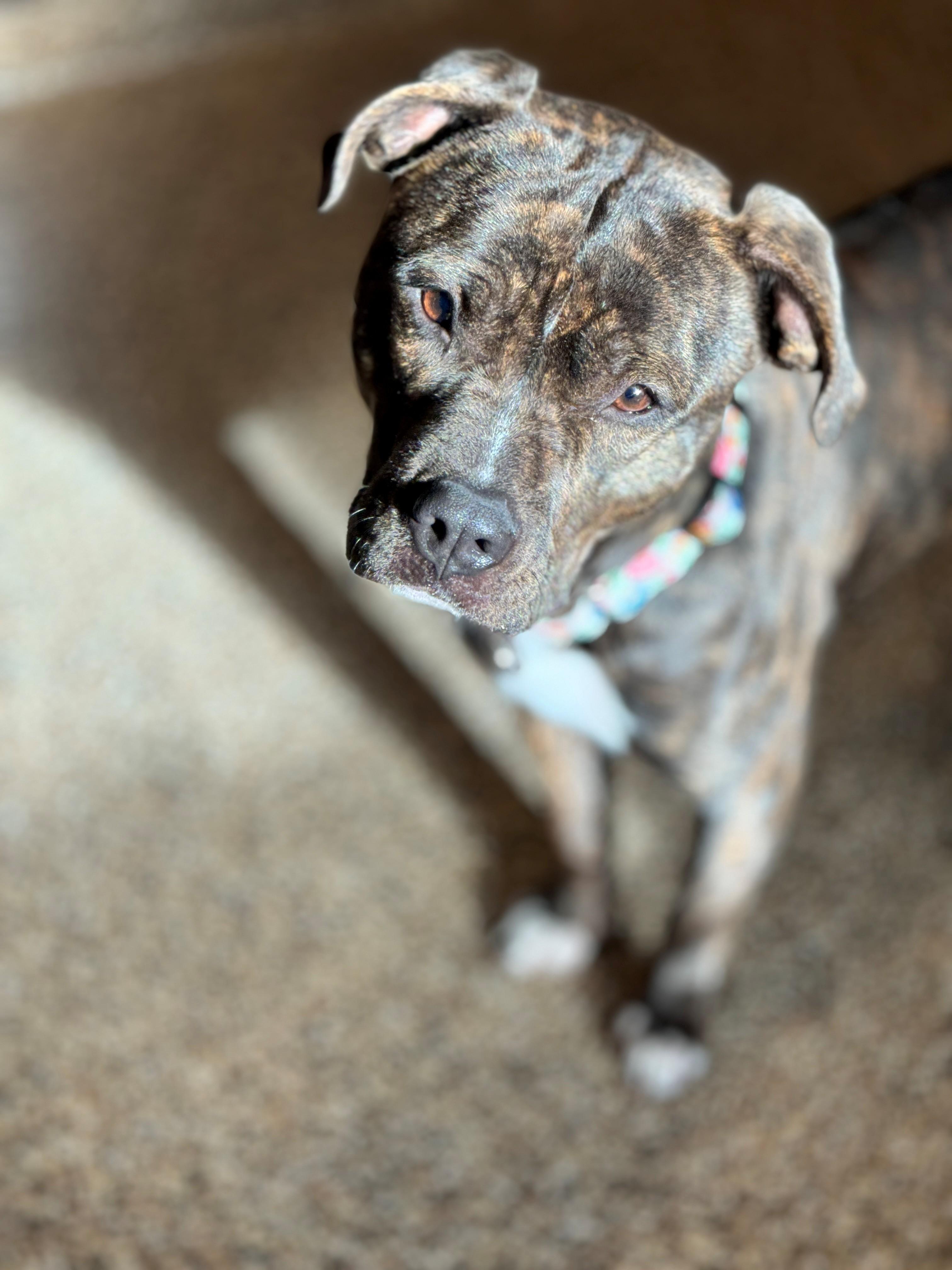 Enlarge Lightning Bug, a Adoptable mixed breed in Hackensack, MN image 4/6