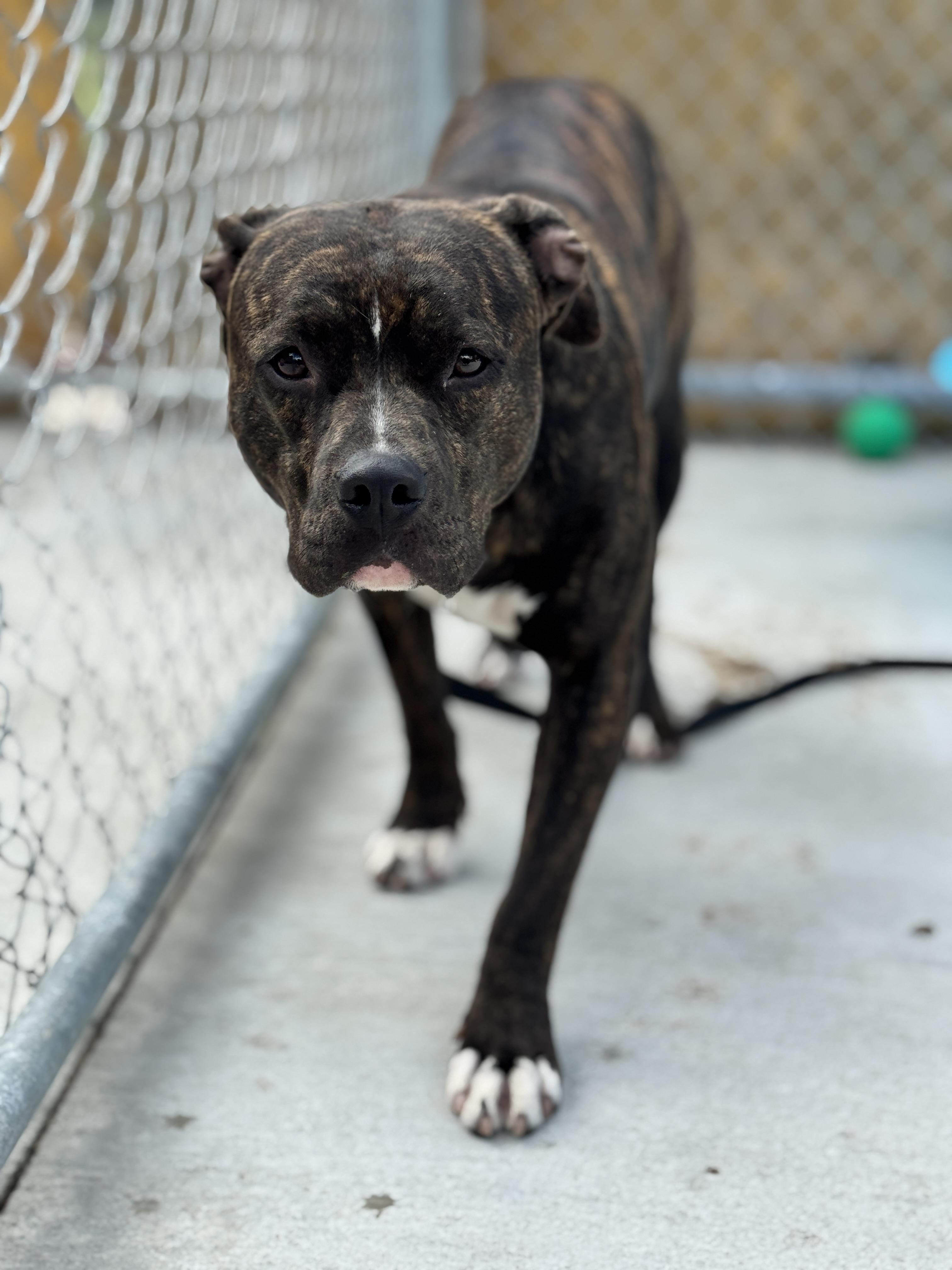 Lightning Bug, a Adoptable mixed breed in Hackensack, MN image 2/3
