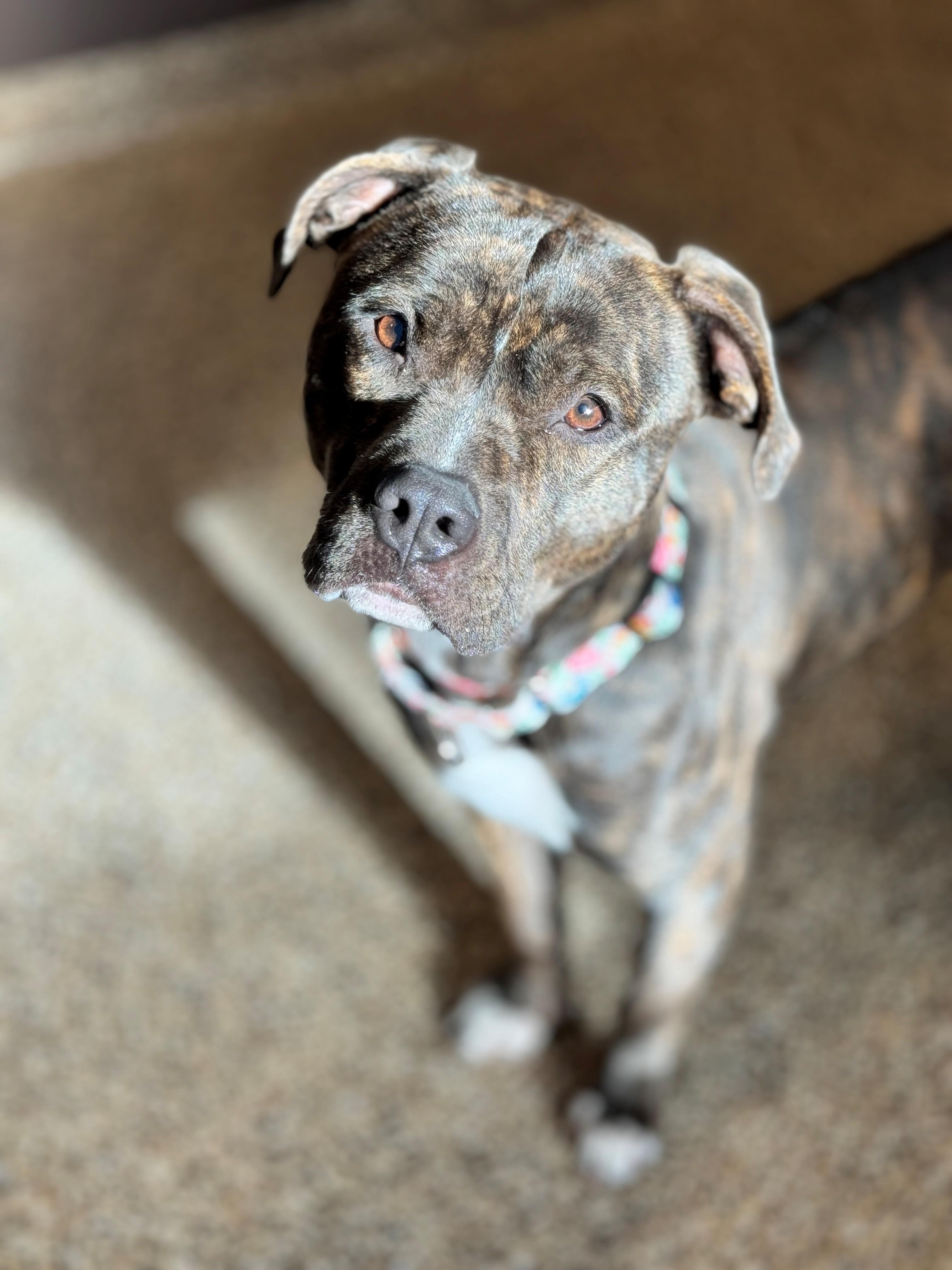 Enlarge Lightning Bug, a Adoptable mixed breed in Hackensack, MN image 1/6