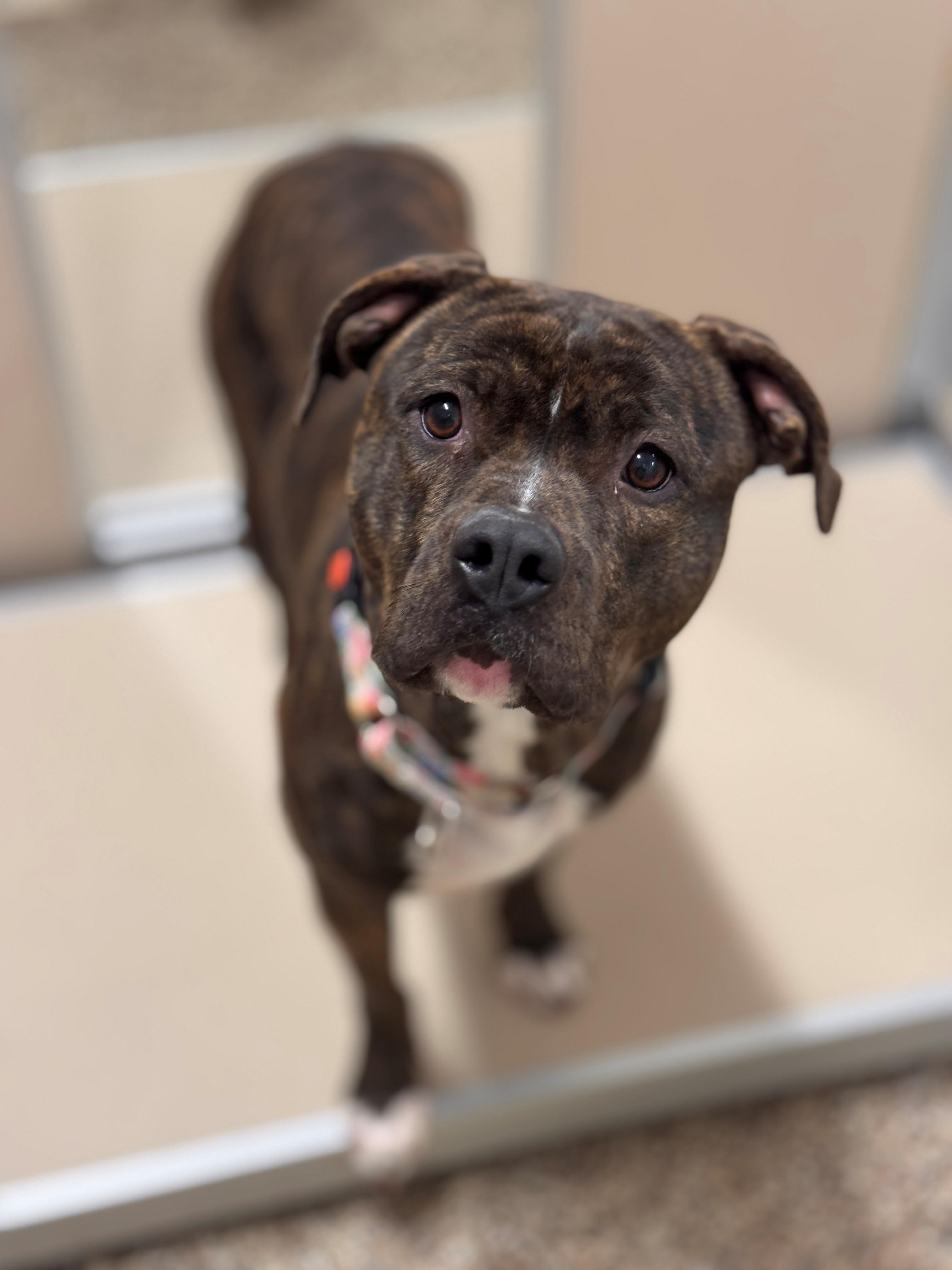 Enlarge Lightning Bug, a Adoptable mixed breed in Hackensack, MN image 5/6