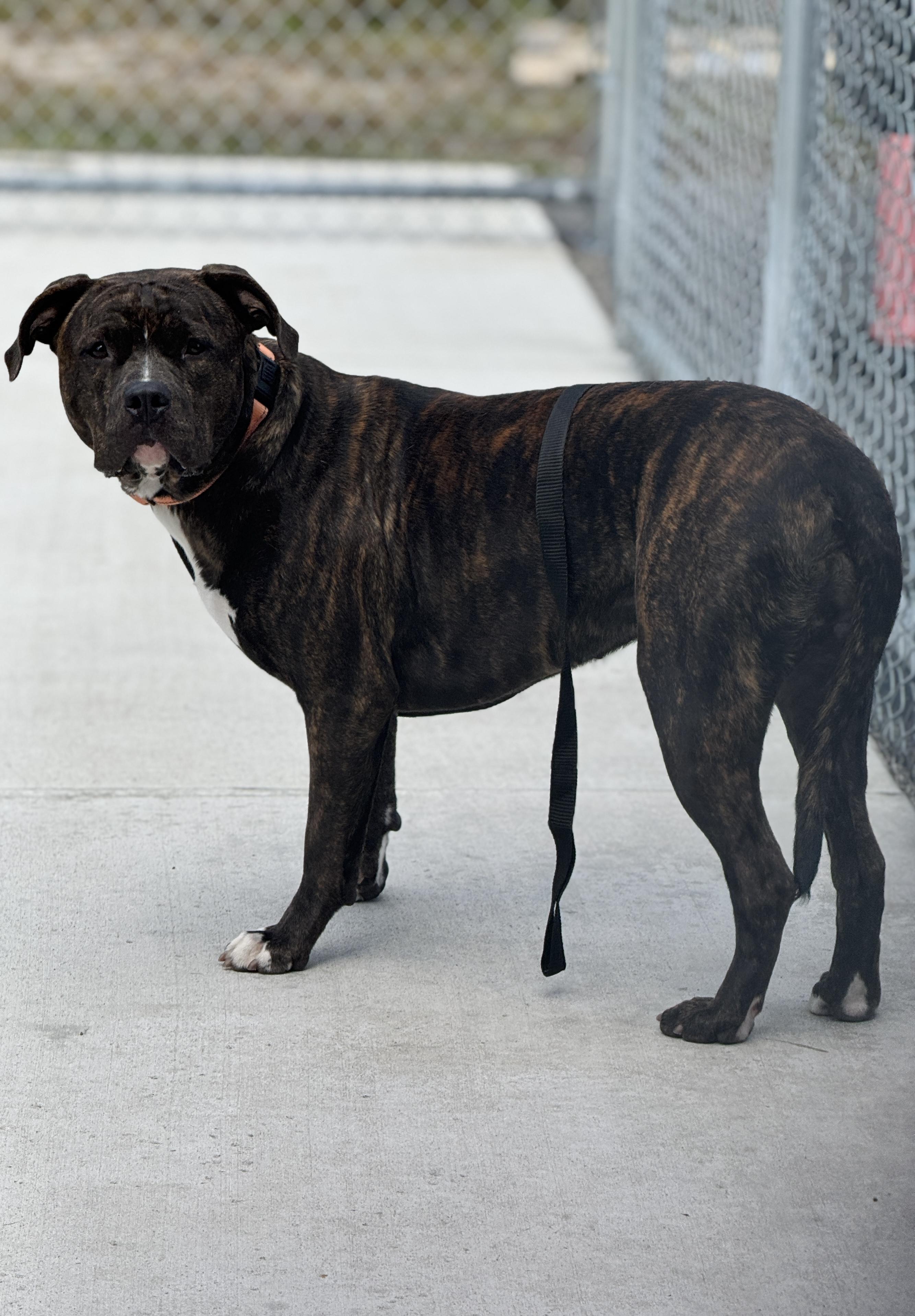 Lightning Bug, an adoptable Pit Bull Terrier, Boxer in Hackensack, MN, 56452 | Photo Image 3