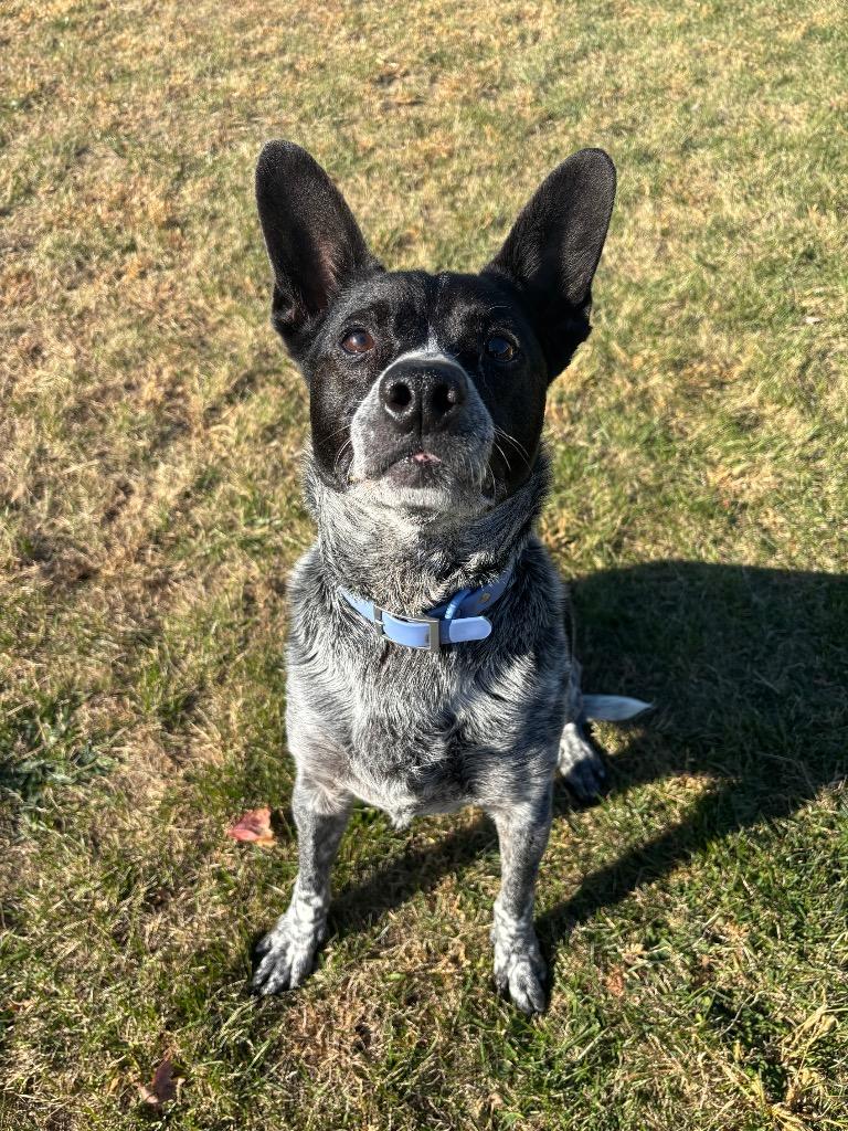 Bingo, Adoptable, Adult Male Australian Cattle Dog / Blue Heeler.