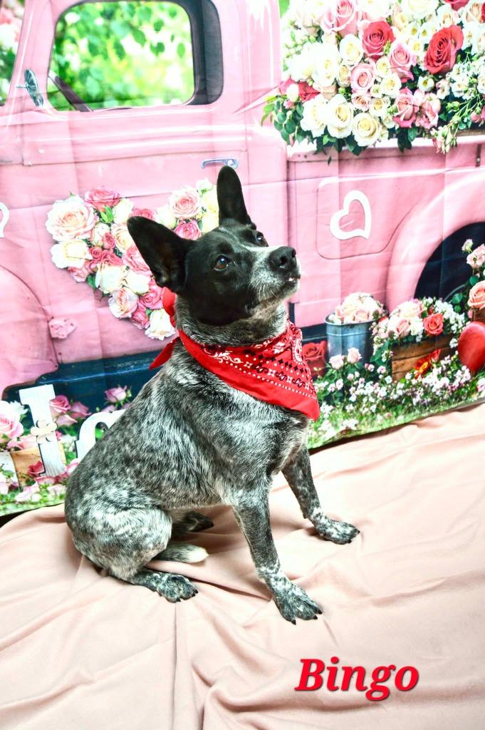 Enlarge Bingo, a Adoptable Australian Cattle Dog / Blue Heeler in Wabash, IN image 2/2