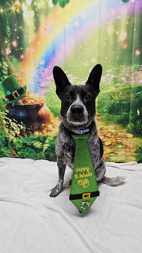 Enlarge Bingo, a Adoptable Australian Cattle Dog / Blue Heeler in Wabash, IN image 3/3