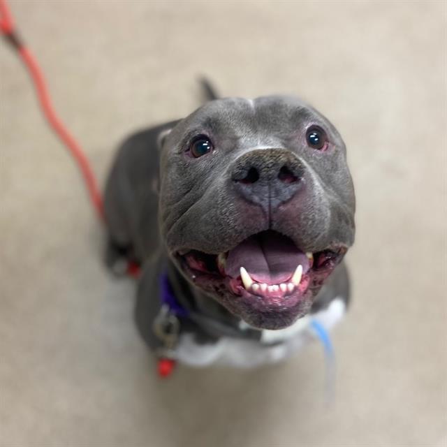 Enlarge GEMINI, a Adoptable Pit Bull Terrier in Aurora, CO image 1/1