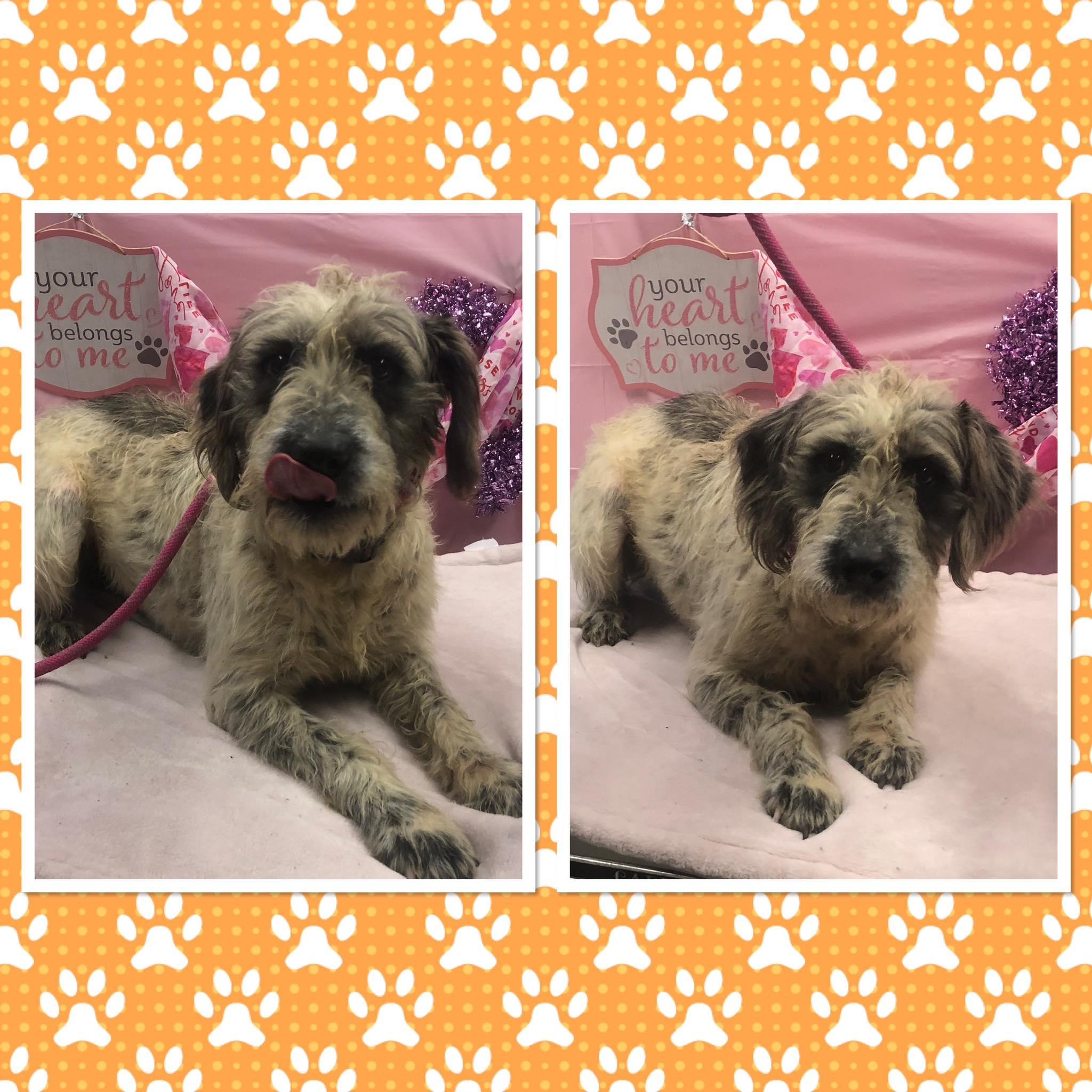 BODI, ADOPTABLE, Adult Male Poodle & Terrier.