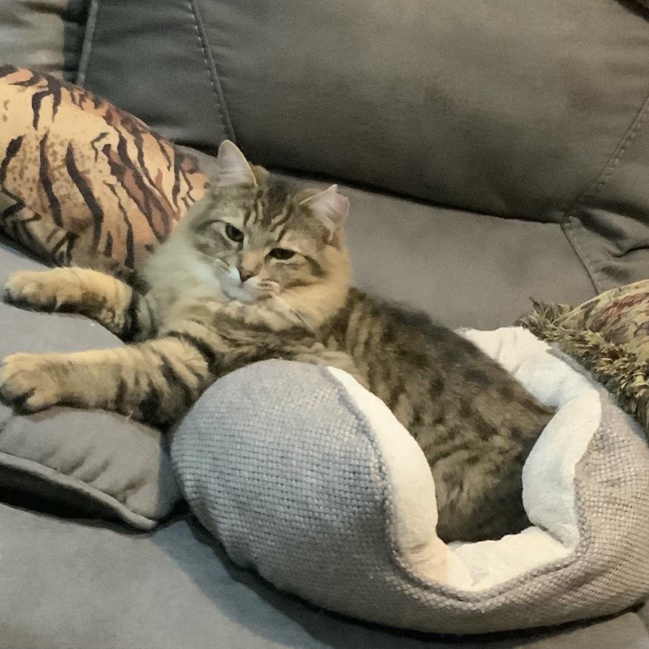 Mufasa, Adopted, Young Male Domestic Medium Hair & Tabby.