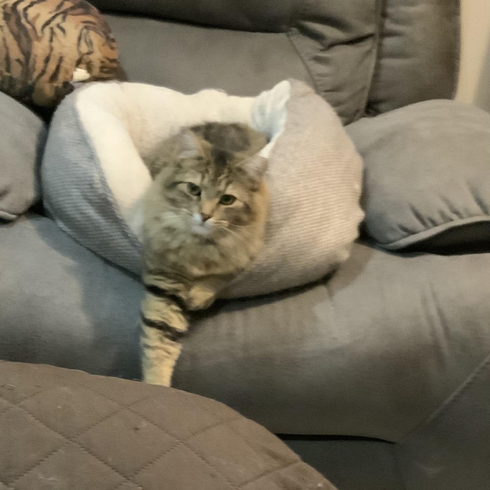 Enlarge Mufasa, a Adopted mixed breed in Chateauguay, QC image 3/6