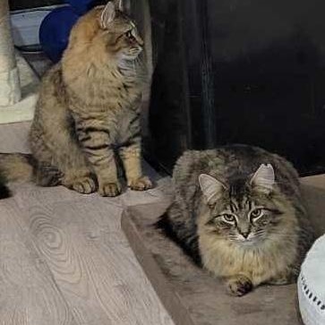 Enlarge Mufasa, a Adopted mixed breed in Chateauguay, QC image 4/6